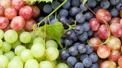 Фото - Врач-диетолог рассказала, какой виноград самый полезный